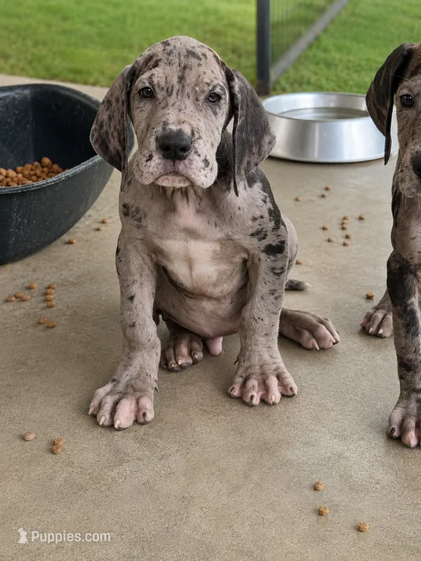 AKC Full euro Merle Male – Great Dane puppy for sale in Lake City, FL