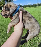 Brindle Merle , a male Great Dane for sale in Lake City, FL – 2 of 3