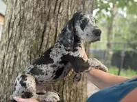 Merle, a male Great Dane for sale in Lake City, FL – 3 of 3
