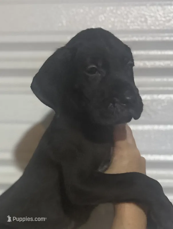 AKC Full Euro black male – Great Dane puppy for sale in Lake City, FL