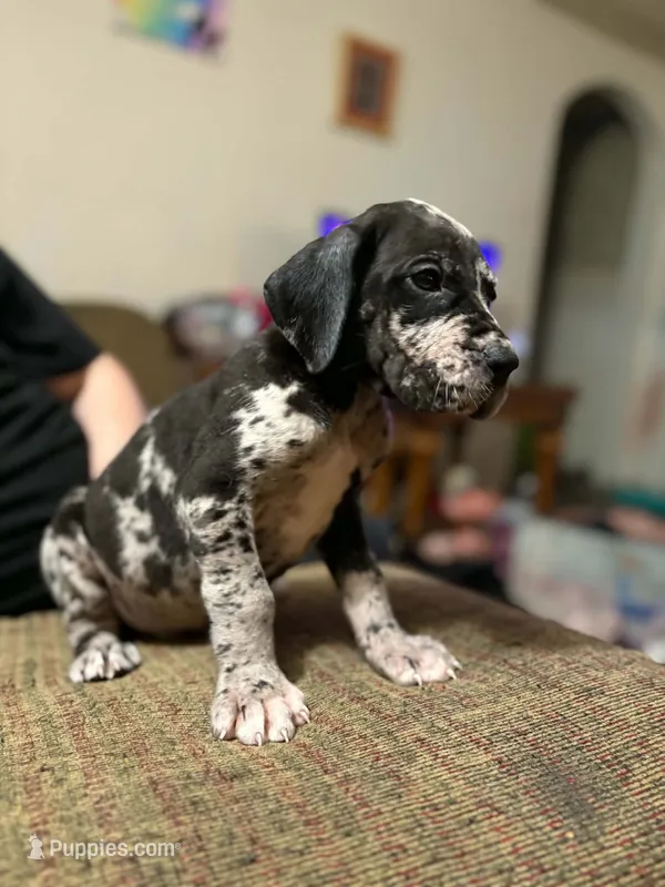 AKC Full Euro Yellow Collar  – Great Dane puppy for sale in Lake City, FL