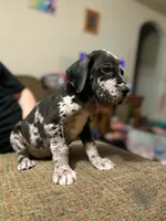 AKC Full Euro Yellow Collar , a male Great Dane for sale in Lake City, FL – 1 of 3