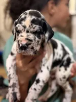 AKC Full Euro Blue Collar, a male Great Dane for sale in Lake City, FL – 1 of 2