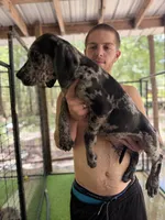 AKC full euro Merle female, a female Great Dane for sale in Lake City, FL – 1 of 3