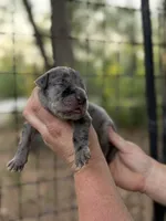 AKC Full Euro Merle, a male Great Dane for sale in Lake City, FL – 2 of 3