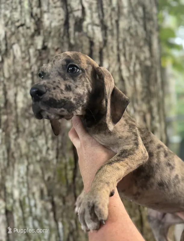 Brindle Merle runt – Great Dane puppy for sale in Lake City, FL