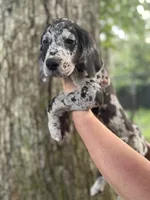 Merle, a male Great Dane for sale in Lake City, FL – 1 of 3