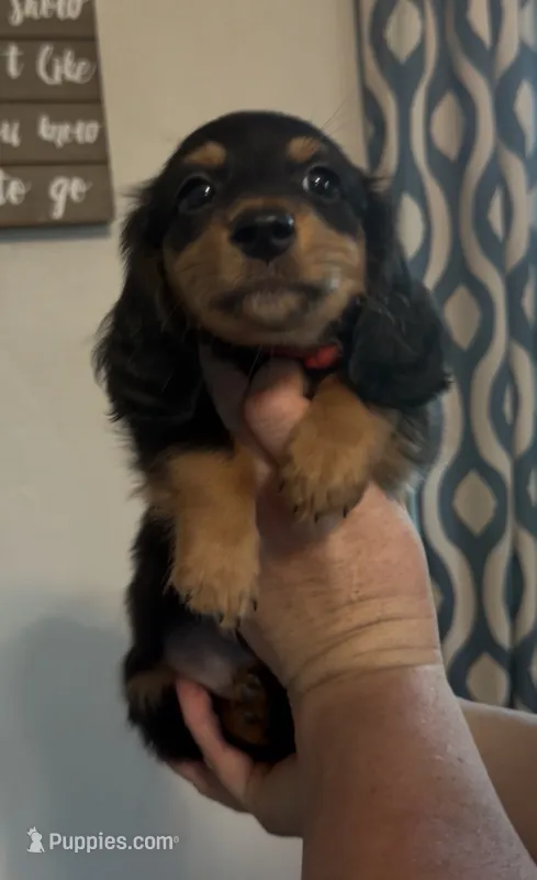 Black and Tan LH – Miniature Dachshund puppy for sale in Lake City, FL