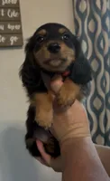 Black and Tan LH, a male Miniature Dachshund for sale in Lake City, FL – 1 of 2