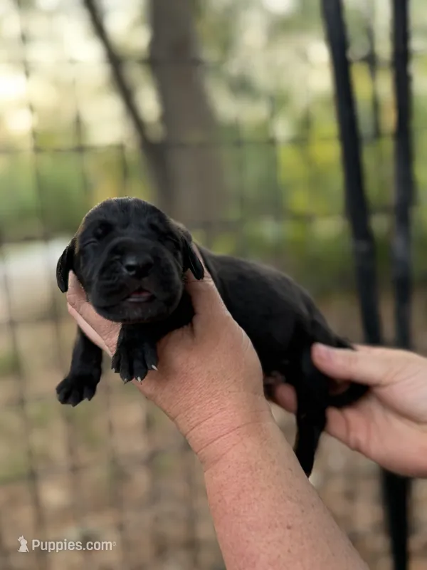 AKC Full Euro black male – Great Dane puppy for sale in Lake City, FL