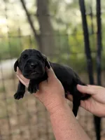 AKC Full Euro black male, a male Great Dane for sale in Lake City, FL – 1 of 1