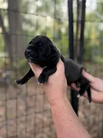 AKC Full Euro Black female, a female Great Dane for sale in Lake City, FL – 1 of 1