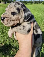 Merle, a male Great Dane for sale in Lake City, FL – 2 of 3