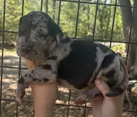 AKC Full Euro Green Collar, a male Great Dane for sale in Jacksonville Beach, FL – 1 of 2