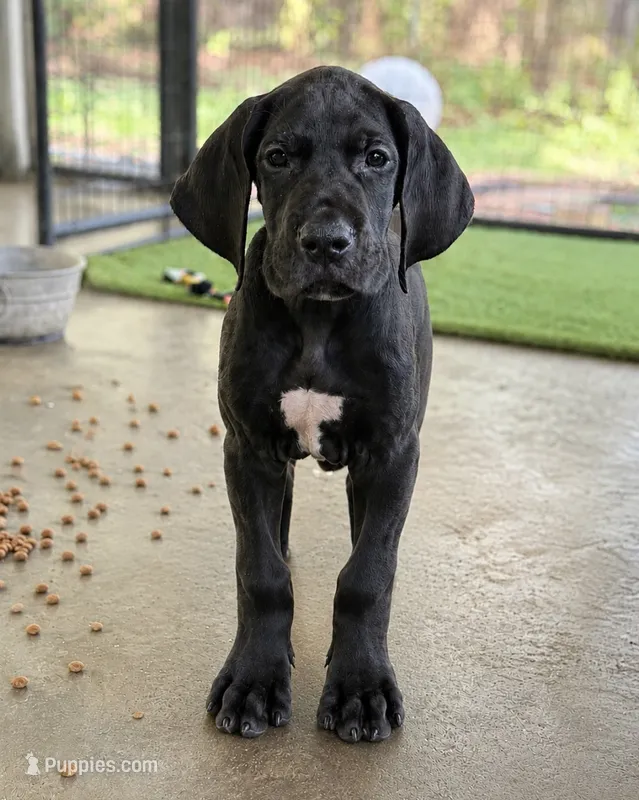 AKC Full Euro black male – Great Dane puppy for sale in Lake City, FL