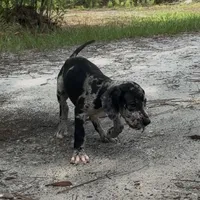 AKC Full Euro Green Collar, a male Great Dane for sale in Lake City, FL – 8 of 10