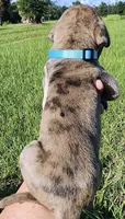 Brindle Merle , a male Great Dane for sale in Lake City, FL – 3 of 3