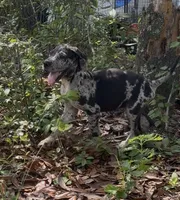 AKC Full Euro Green Collar, a male Great Dane for sale in Lake City, FL – 9 of 10