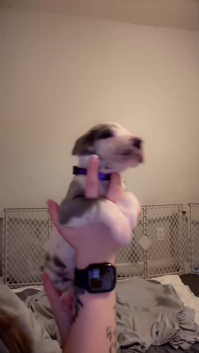 Blue Harlequin Full Euro, a female Great Dane for sale in Lake City, FL – 2 of 2