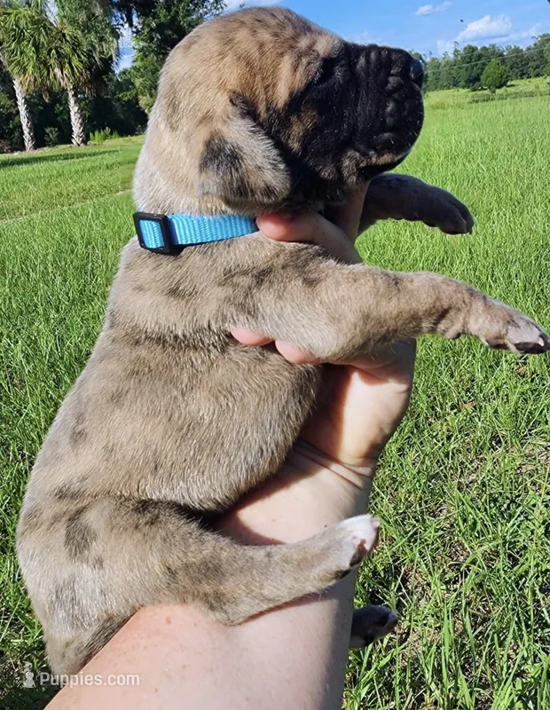 Brindle Merle  – Great Dane puppy for sale in Lake City, FL