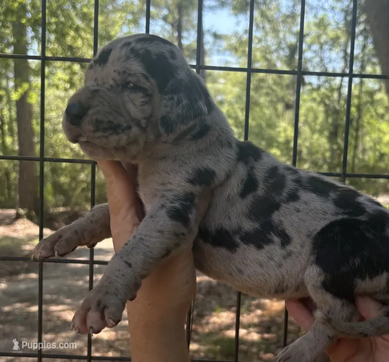 Orange Collar – Great Dane puppy for sale in Jacksonville Beach, FL