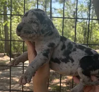 AKC Full Euro Orange Collar, a male Great Dane for sale in Jacksonville Beach, FL – 1 of 1