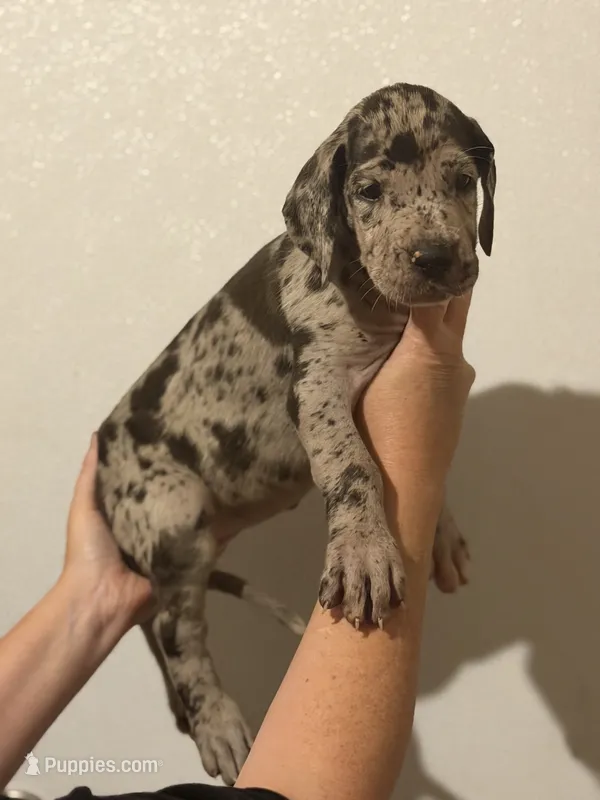 AKC Full Euro Orange Collar – Great Dane puppy for sale in Lake City, FL