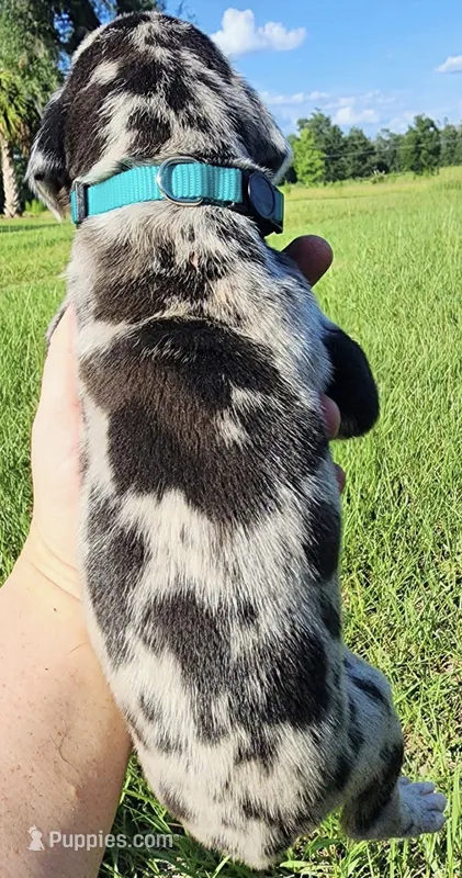 Merle – Great Dane puppy for sale in Lake City, FL