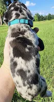Merle, a male Great Dane for sale in Lake City, FL – 1 of 3