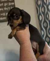 Black and tan SH, a female Miniature Dachshund for sale in Lake City, FL – 2 of 2