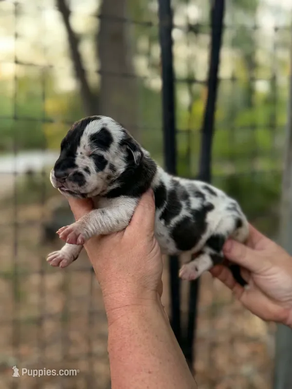 AKC Harl female full euro – Great Dane puppy for sale in Lake City, FL