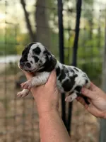 AKC Harl female full euro, a female Great Dane for sale in Lake City, FL – 1 of 6