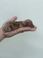 AKC mini doxie, a male Miniature Dachshund for sale in Lake City, FL – 2 of 2