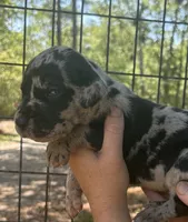 AKC Full Euro Yellow Collar , a male Great Dane for sale in Jacksonville Beach, FL – 1 of 1