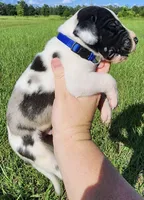 Harl, a male Great Dane for sale in Lake City, FL – 3 of 5