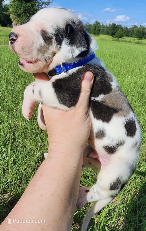Harl – Great Dane puppy for sale in Lake City, FL