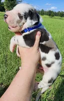 Harl, a male Great Dane for sale in Lake City, FL – 1 of 5