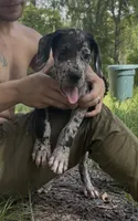 AKC Full Euro Green Collar, a male Great Dane for sale in Lake City, FL – 10 of 10
