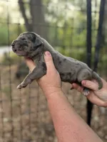 AKC Full Euro Merle , a female Great Dane for sale in Lake City, FL – 2 of 3
