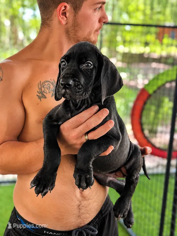 AKC Full Euro black male – Great Dane puppy for sale in Lake City, FL