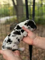 AKC Harl female full euro, a female Great Dane for sale in Lake City, FL – 4 of 6