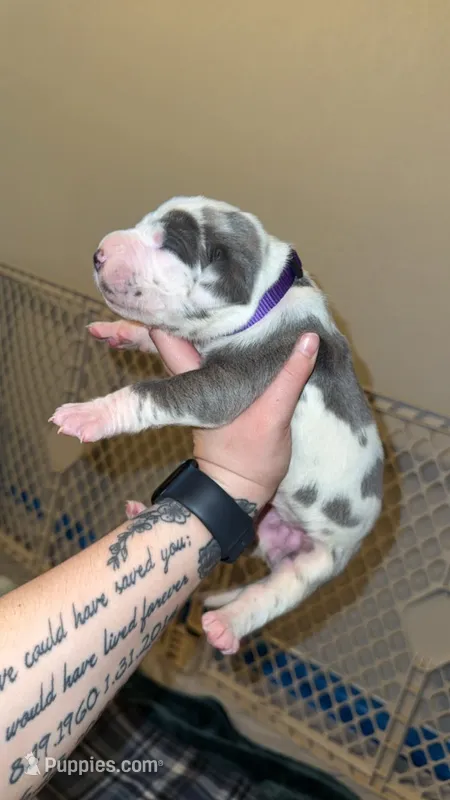 Blue Harlequin Full Euro – Great Dane puppy for sale in Lake City, FL