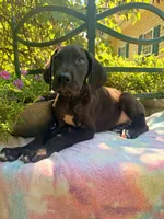 Black, a female Great Dane for sale in Lake City, FL – 1 of 1