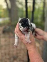 AKC Harl female full euro, a female Great Dane for sale in Lake City, FL – 5 of 6