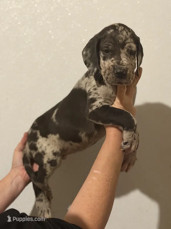 AKC Full Euro Green Collar – Great Dane puppy for sale in Lake City, FL