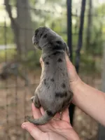 AKC Full Euro Merle , a female Great Dane for sale in Lake City, FL – 3 of 3