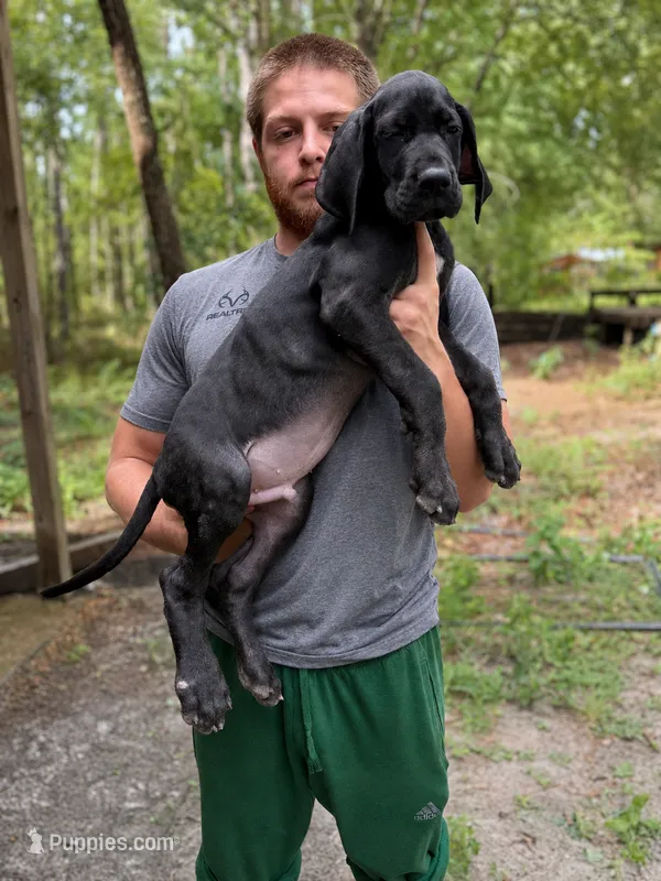 AKC Full Euro black male – Great Dane puppy for sale in Lake City, FL