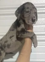 AKC Full Euro Merle female, a female Great Dane for sale in Lake City, FL – 1 of 4