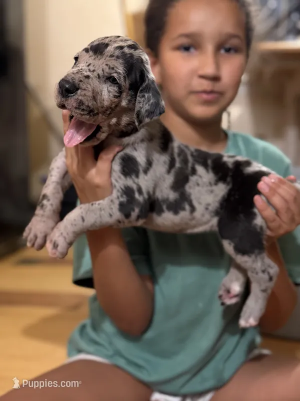 AKC Full Euro Orange Collar – Great Dane puppy for sale in Lake City, FL