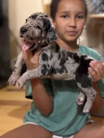 AKC Full Euro Orange Collar, a male Great Dane for sale in Lake City, FL – 1 of 2